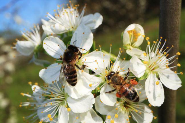 Abeille en train de faire la pollinisation d'un pommier