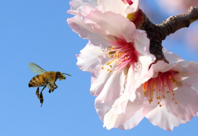 Abeille en train de faire son travail sur des fleurs d'amandes