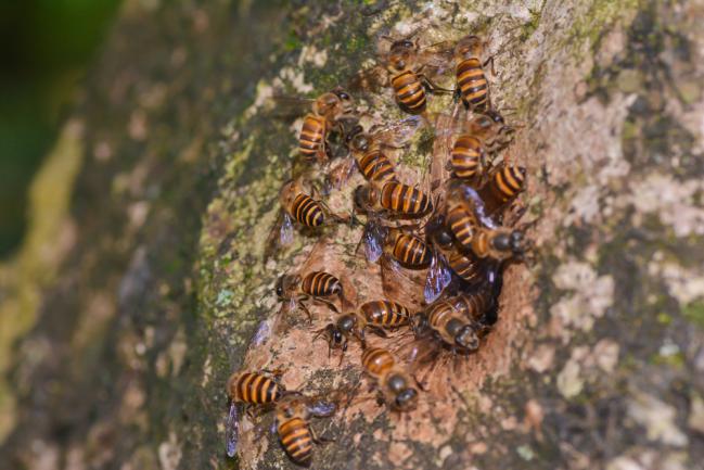 Arbre creux pour réfugier les abeilles