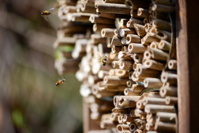 Abri pour abeilles dans le jardin