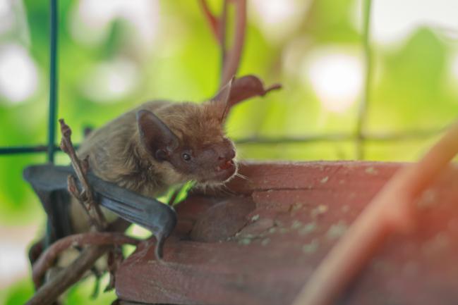 Accueillir une chauve-souris dans le jardin