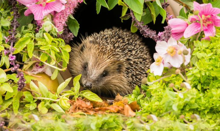 Accueillir un hérisson dans le jardin