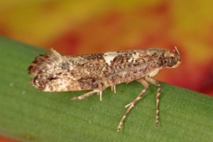 Acrolepiopsis assectella ou teigne du poireau