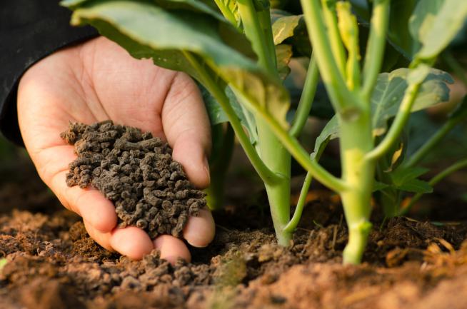 Ajout de compost a un potager