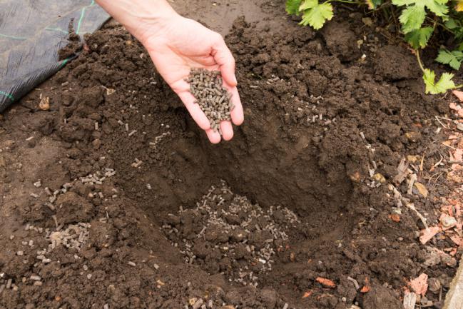 Ajout d'engrais en pellets au sol du jardin