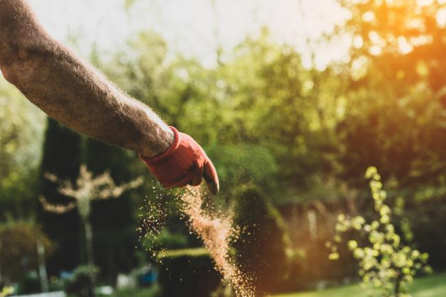 Ajout d'engrais pour fertiliser le jardin