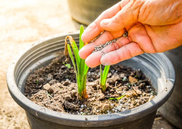 Ajout fertilisant a un sol anormalement sec, déficient en bore