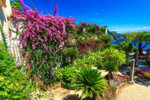 Amenagement d'un jardin mediterraneen