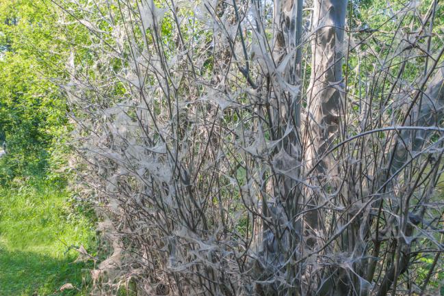 Arbre complètement envahi par les chenilles processionnaires du chêne