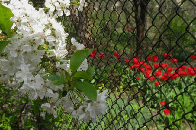 Comment cacher un grillage et rendre son jardin plus joli