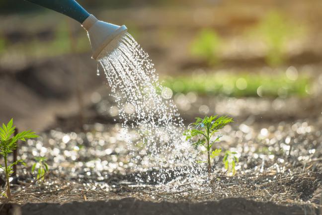 Arrosage abondant des jeunes plants