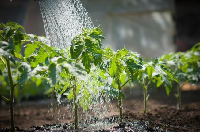 Arrosage des tomates tôt le matin