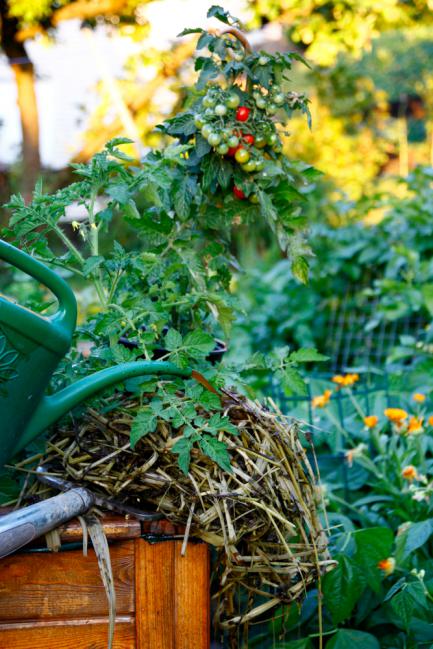 Arrosage fertilisant aux orties