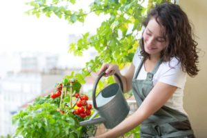 Arrosage potager