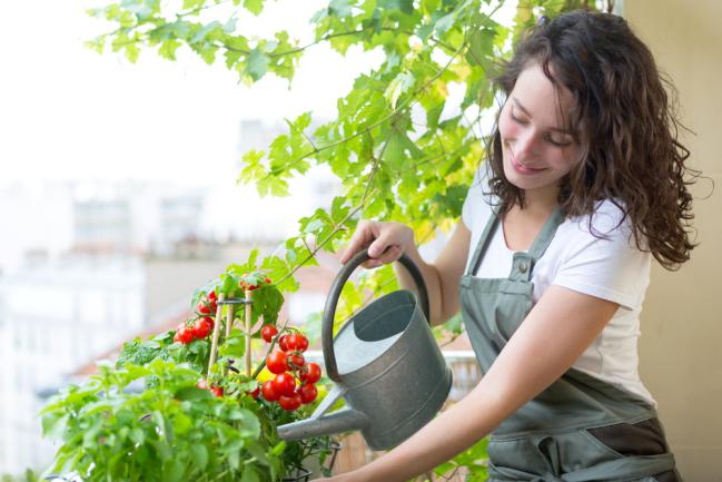 Arrosage potager