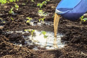 Arroser le purin sur de jeunes pousses