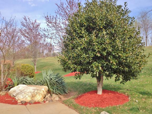 BRF rouge étalé au pied de l'arbre et au sol du jardin