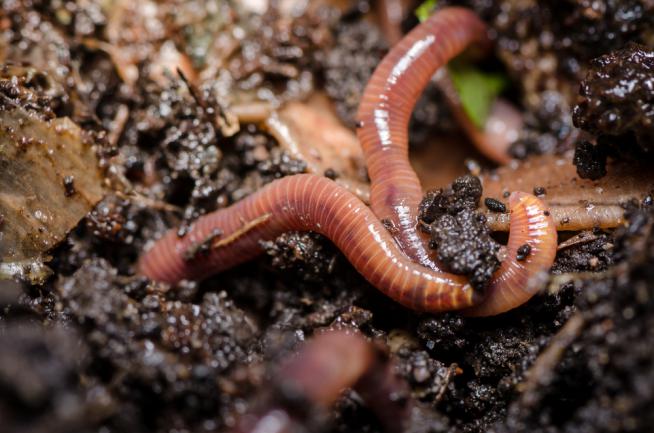 Bienfait des vers de terre sur le jardin