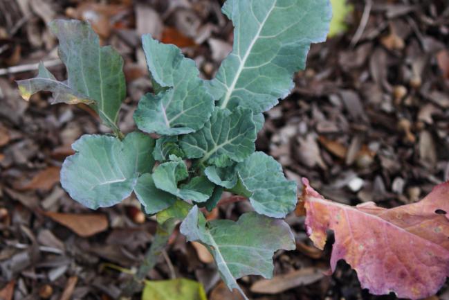 Carence chez le brocoli