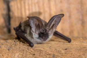 Chauve souris à longues oreilles Plecotus austriacus