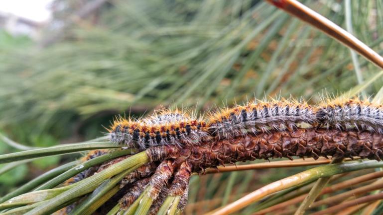 Chenilles processionnaires du pin (Thaumetopoea pityocampa)