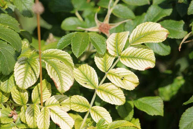 Chlorose du rosier (Rosa rugosa)