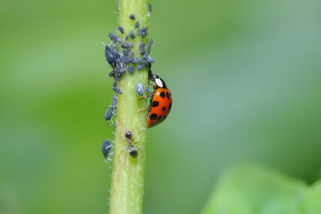 Coccinelle en train de se nourrir des pucerons