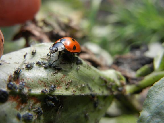 Coccinelle se nourrissant des pucerons