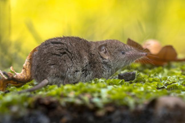 Comment accueillir une musaraigne dans le jardin