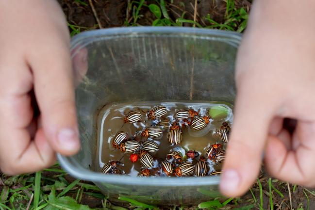 Comment se débarrasser des doryphores