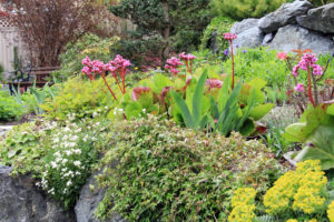 Creation de massif au Bergenia cordifolia