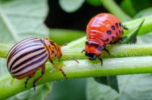 Doryphore et larve de doryphore