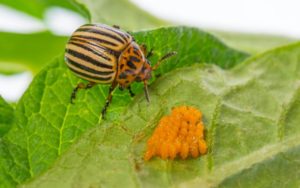 Doryphores de pomme de terre avec ses larves (Leptinotarsa decemlineata)