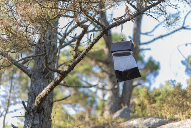 Eco-piège, piège à phéromone pin