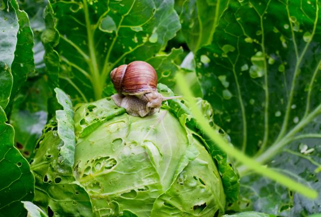 Escargot ravageur chou