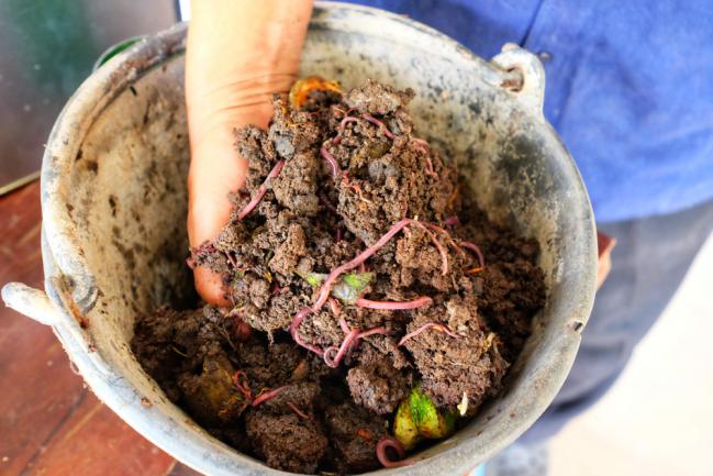 Faire un vermicompost ou compostage au ver de terre