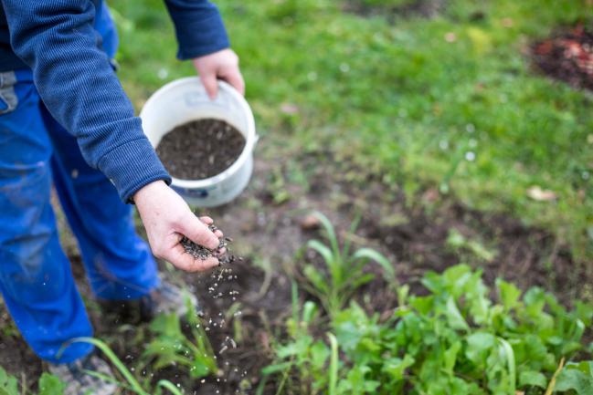 Fertilisant phosphate pour corriger les carences