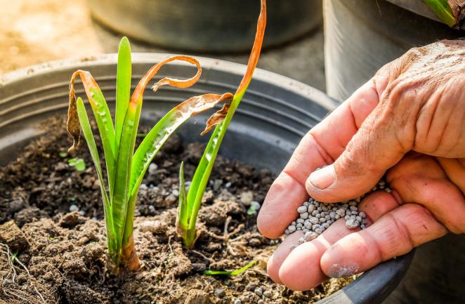 Fertilisation d'une plante en carence