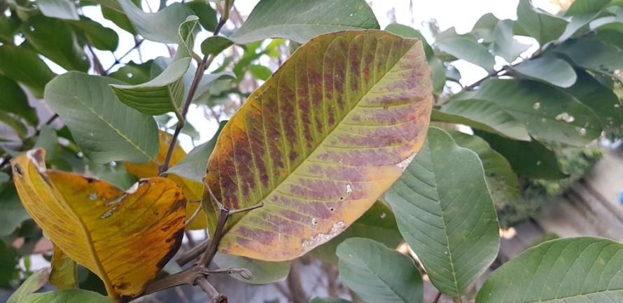 Feuillage de guava hautement deficient en phosphore