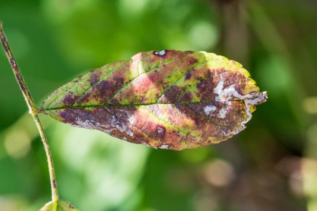 Feuille attaquée par le chancre poudre