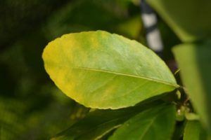 Feuille de Feijoa montrant un signe de carence en magnesium