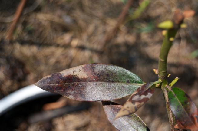 Feuille de rhododendron attaquée par le Fusarium oxysporum ou Phytophthora cinnamomi Rands