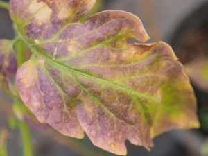 Feuille de tomate deficient en bore