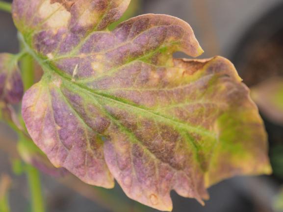 Feuille de tomate déficient en bore