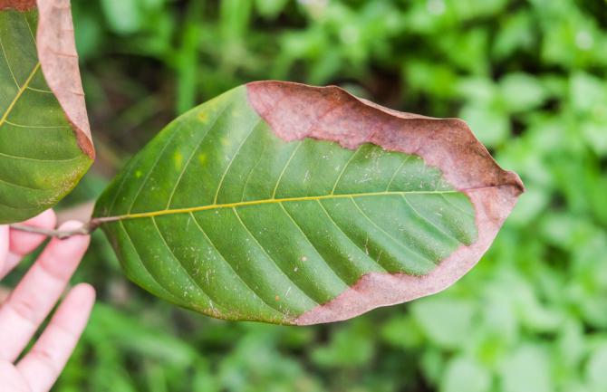 Feuille montrant un déficit en potassium