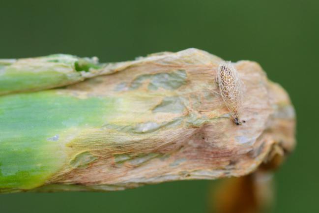 Feuille de poireau attaquée par la teigne