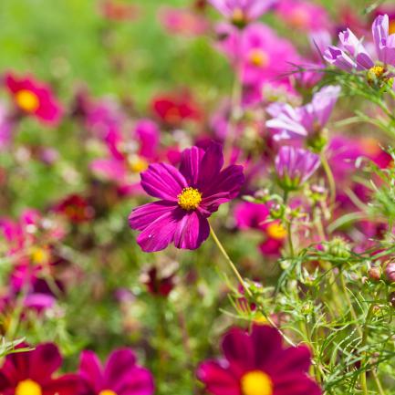 Fleurs de cosmos