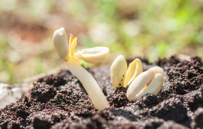 Germination de l'arachide dans un sol mélangé de marc de café frais