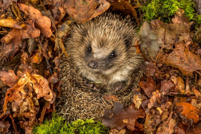 Hibernation de hérisson