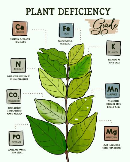 Identifier les carences dans le jardin